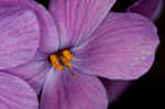 Creeping phlox